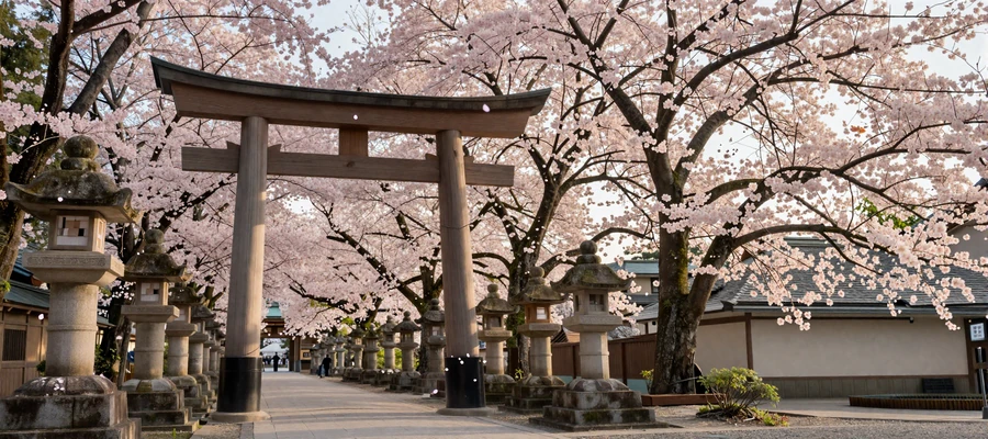 Scenic Japanese shrine path with cherry blossoms representing the beauty of Japanese dating culture