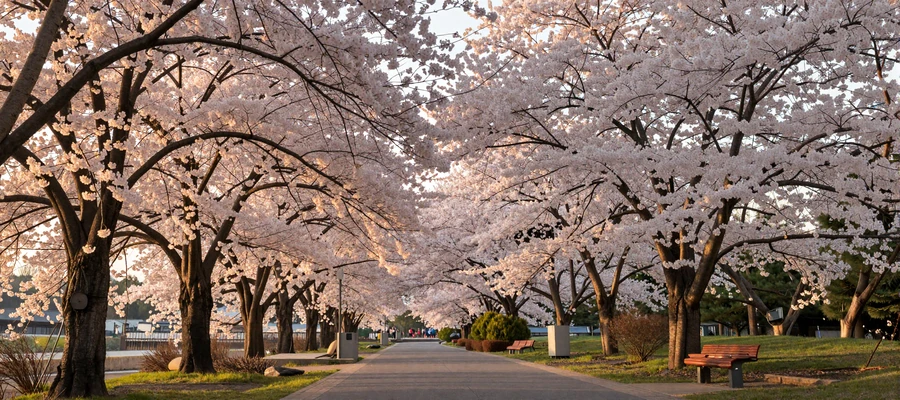 Cherry blossom garden pathway symbolizing the beauty of East Asian dating culture